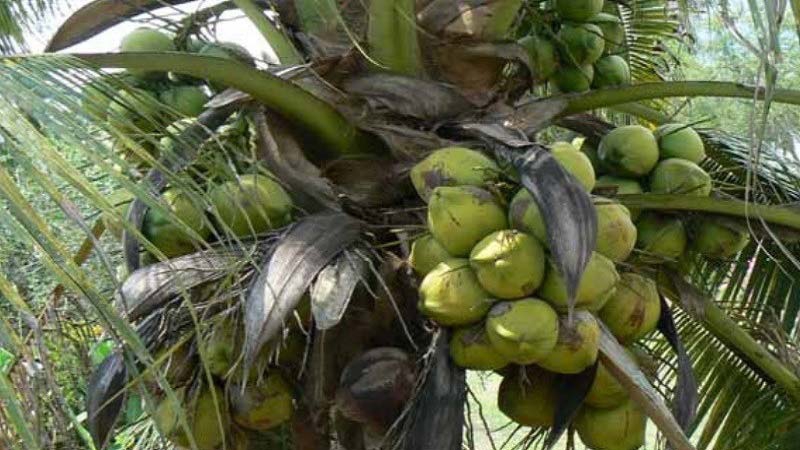 Coconut water: Naturally healthful from the inside and out 