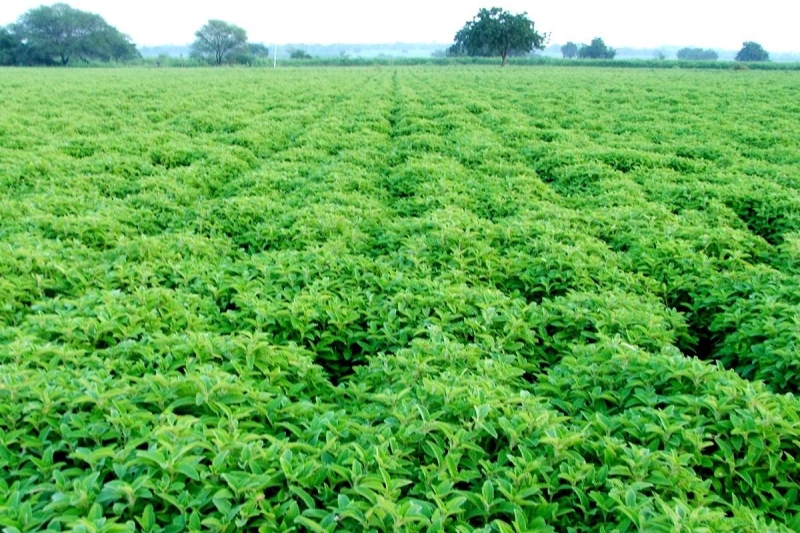 Sami-Sabinsa Group’s successful transfer of technology from the trial to the commercial field has boosted demand for C. forskohlii in healthcare applications