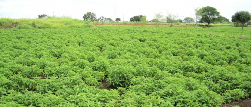 Creative Compounds’ Attempt to Continue Trademark Infringement of Sabinsa's ForsLean® Rejected by US Supreme Court