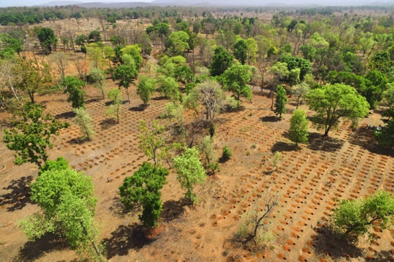 Indian Kino Tree Reforestation, Sami-Sabinsa Group Funds Major Conservation Project in India
